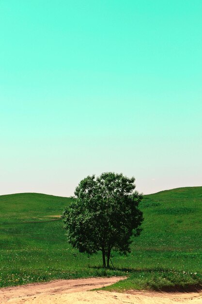 Foto alberi sul campo contro un cielo limpido