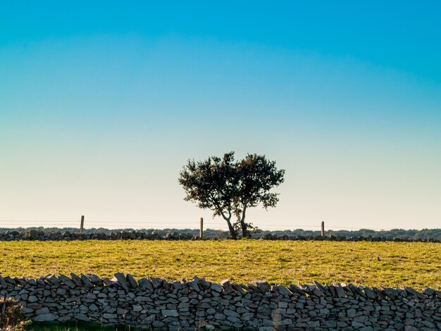 Trees on field against clear sky