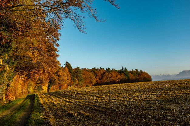 Trees on field against clear sky