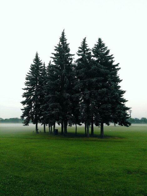 Trees on field against clear sky