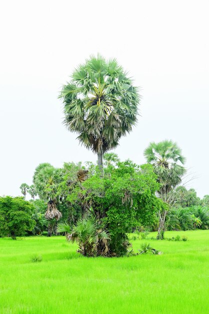 Trees on field against clear sky