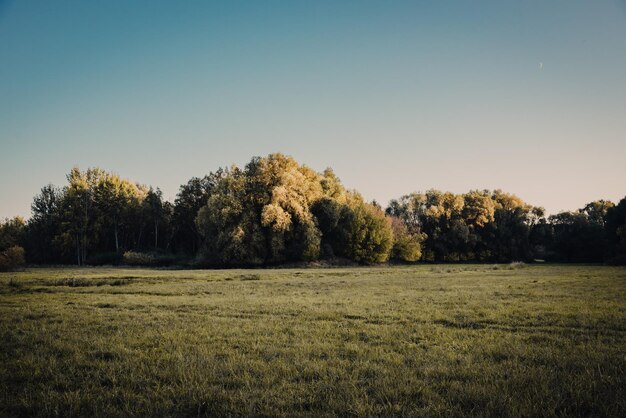 Photo trees on field against clear sky