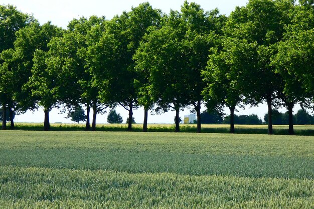 Trees on field against clear sky