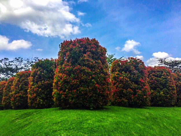 Trees on field against cloudy sky