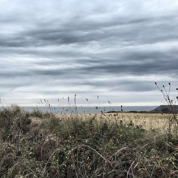 Photo trees on field against cloudy sky