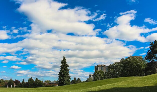 Trees on field against cloudy sky