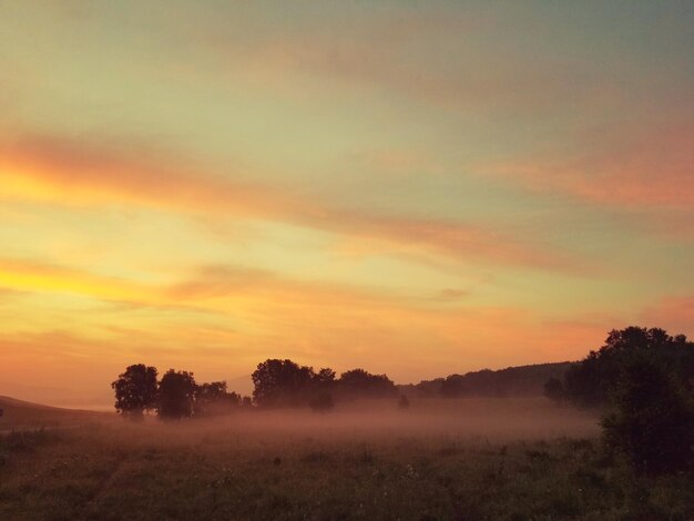 Photo trees on field against orange sky