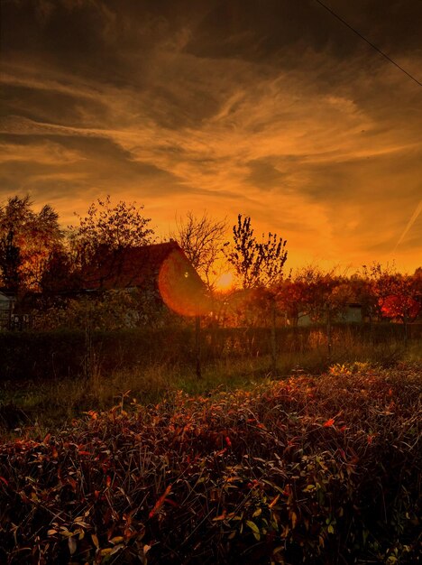 Photo trees on field against orange sky