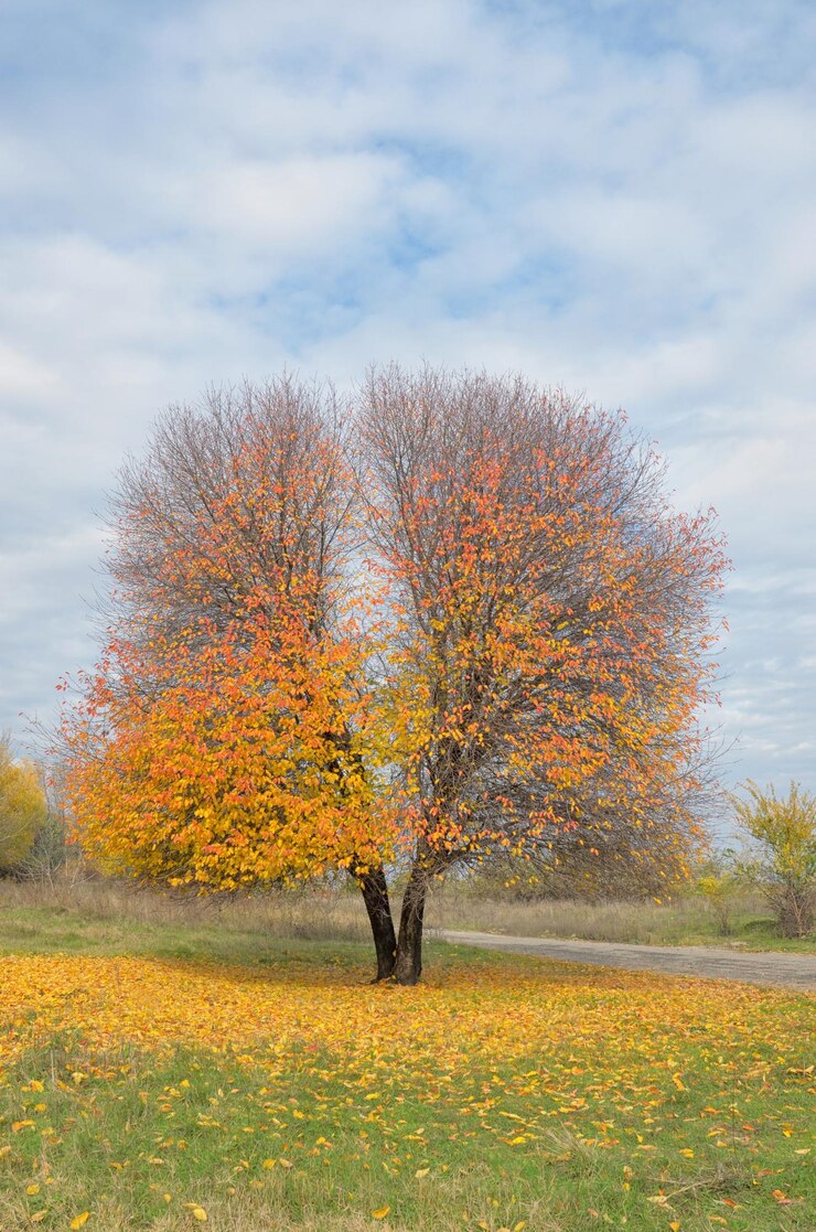 Фотография деревья на поле на фоне неба осенью
