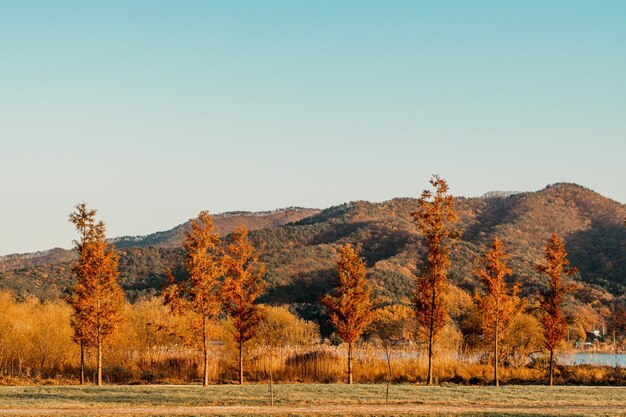 Photo trees on field against sky during autumn