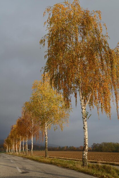 Trees on field against sky during autumn