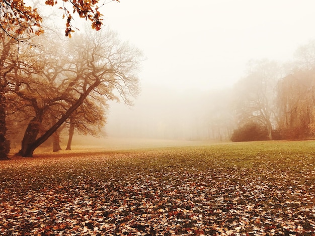 Photo trees on field against sky during autumn