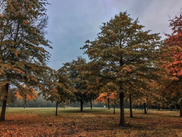 Trees on field against sky during autumn