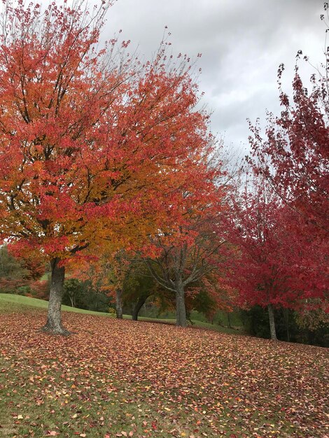 Trees on field against sky during autumn