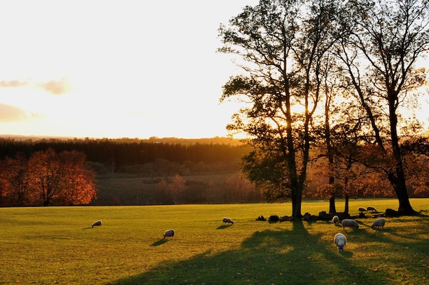 Photo trees on field against sky during autumn