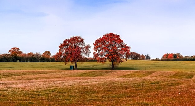 Photo trees on field against sky during autumn