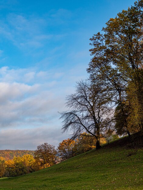 Trees on field against sky during autumn