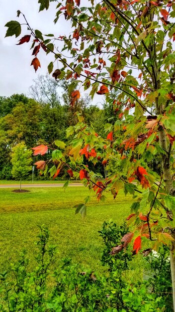 Trees on field against sky during autumn