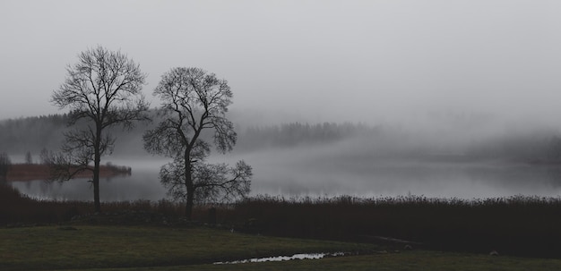 Photo trees on field against sky during foggy weather