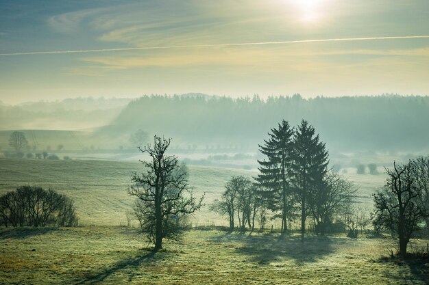 Photo trees on field against sky during foggy weather