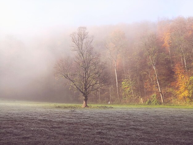 Photo trees on field against sky during foggy weather