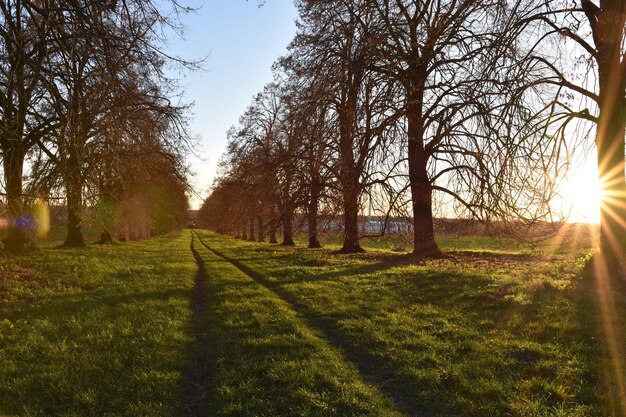 Trees on field against sky during sunset