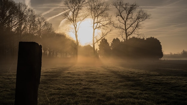 Foto alberi sul campo contro il cielo durante il tramonto