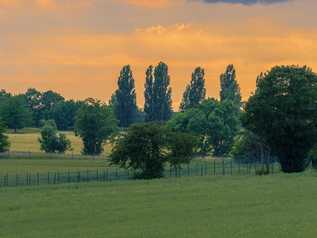 Foto alberi sul campo contro il cielo durante il tramonto