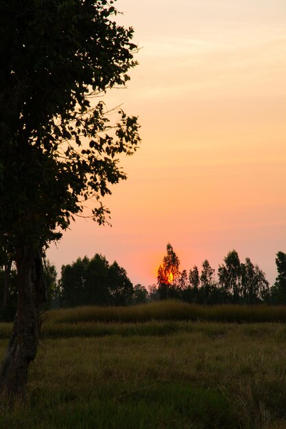 Foto alberi sul campo contro il cielo durante il tramonto
