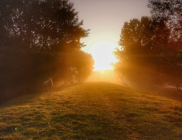 Foto alberi sul campo contro il cielo durante il tramonto