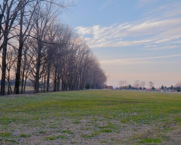 Trees on field against sky during sunset