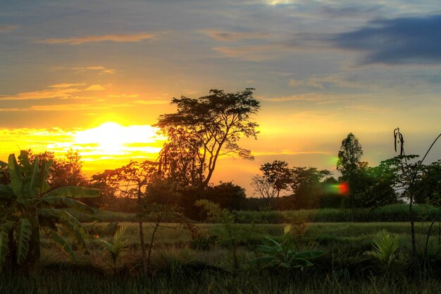 Trees on field against sky during sunset