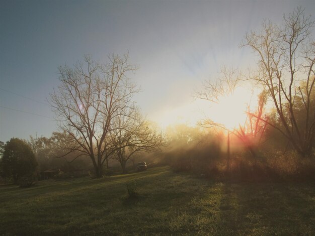 Photo trees on field against sky during sunset