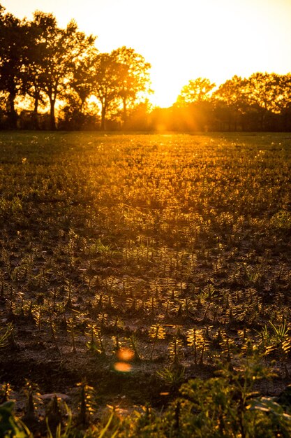 Trees on field against sky during sunset