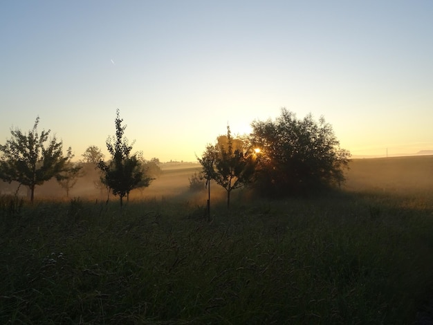 Trees on field against sky during sunset