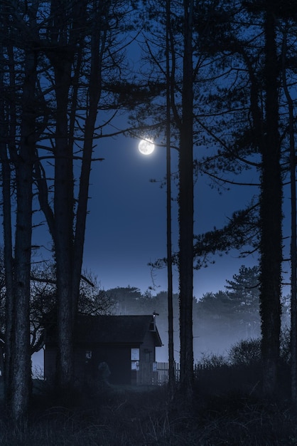 Photo trees on field against sky in foggy moonlight