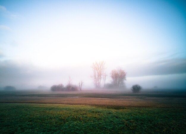 Foto alberi sul campo contro il cielo con il tempo nebbioso