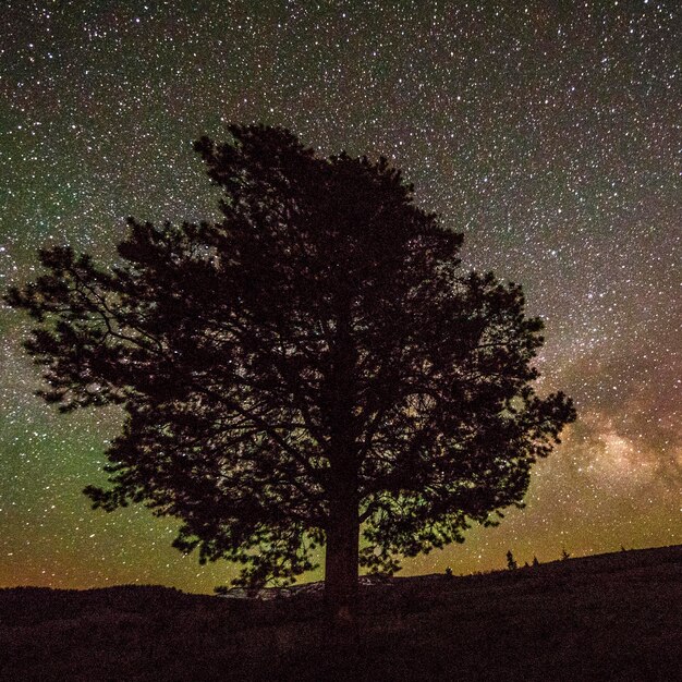 Trees on field against sky at night