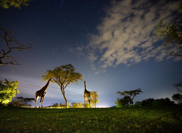 Trees on field against sky at night