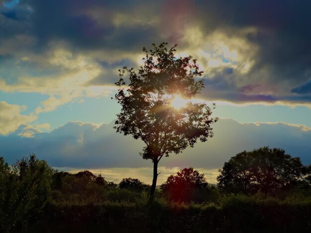 Trees on field against sky at sunset