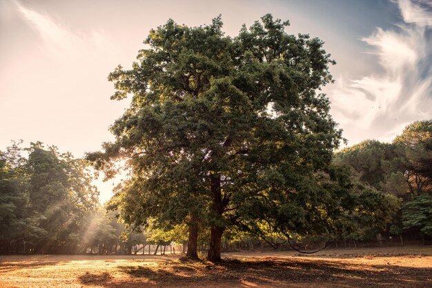 Trees on field against sky during sunset