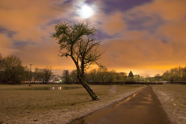 Trees on field against sky during sunset