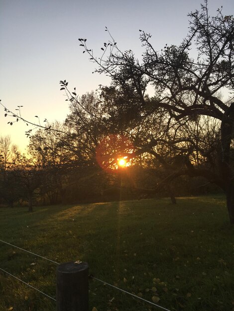 Trees on field against sky at sunset