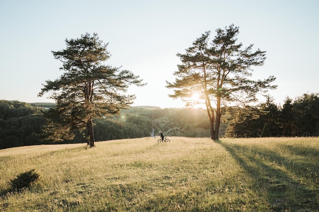 Photo trees on field against sky and sunset