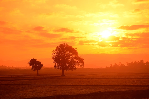 trees on field against sky during sunset