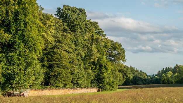 Trees on field against sky