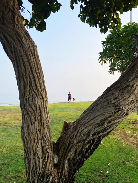 Photo trees on field against sky