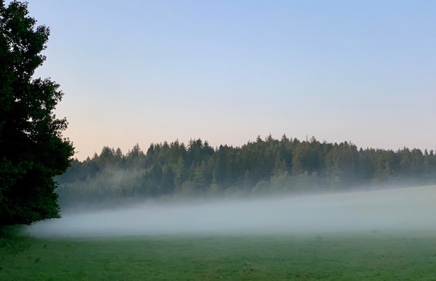 Trees on field against sky