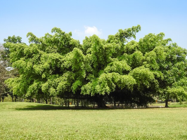 Foto alberi sul campo contro il cielo