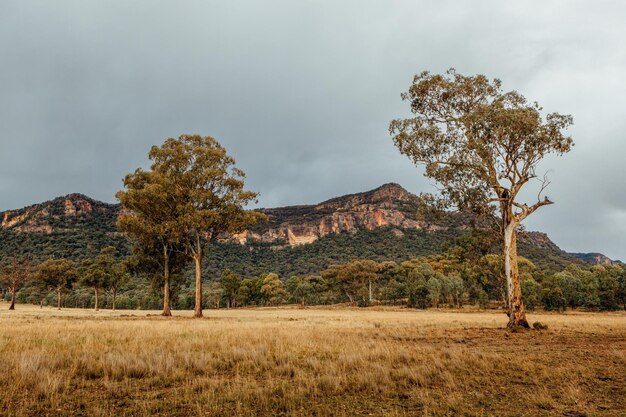 Foto alberi sul campo contro il cielo